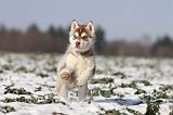 SIBERIAN HUSKY 245